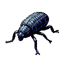 Null Beetle